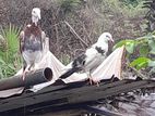 Pigeon