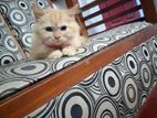 Persian Cat