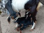 Farm Goat