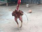 விற்பனைக்காக