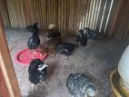 Farm Hens