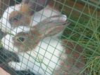 Rabbit