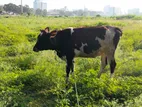 Farm Cow