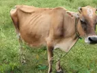 Farm Cow