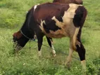 Farm Cow