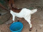Farm Goat