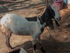 Kidai ஆடுகள்