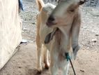 Jamnapari Breed Goat