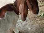 Farm Goat