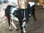 யமுனாபாரி ஆடு