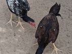 Farm Chicken