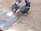 විසිතුරු කුකුළන්