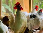විසිතුරු කුකුලන් Fancy Chicken