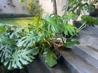 විසිතුරු මල් - Monstera Plant (මොන්ස්ටෙරා පැළ)