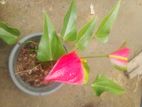 Anthurium Flower Plants