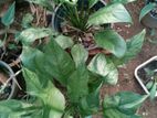 Peace Lily Plants