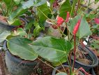 ඇන්තූරියම් පැළ