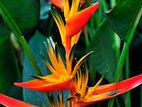 Orange Heliconia Plants