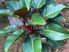 විසිතුරු පැල (Indoor Plants)