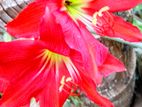 Amaryllis Plants