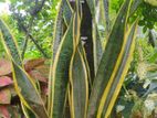 Snake Plant