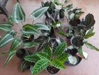 Indoor Ornamental Plants