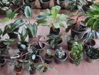 විසිතුරු පැළ / Indoor and Ornamental plants