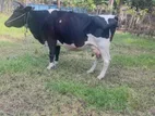 Milk Cow