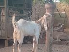 Aadu Goat