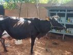 Farm Cows