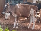 Farm Cows