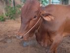 Cow