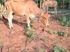 Farm Cow