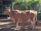 Farm Cows