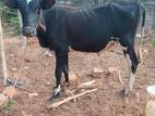 Farm Cow