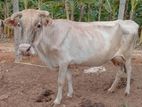 Milk Cows