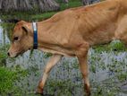 Farm Cow