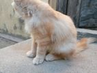 Persian Cat