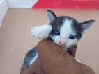Kitten for Kind Home