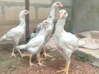 Shamo Rooster Chicks