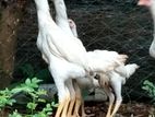Shamo Rooster