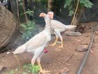 Chickens