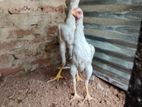 Rooster