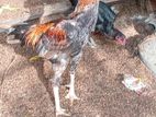 Aseel Rooster