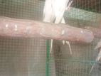Albino Cockatiels
