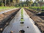 වල් මර්ධක පොලිතීන් (Mulch Film )