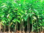 Agarwood Plants