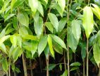 වල්ලපට්ටා පැල
