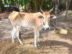 Farm Cow