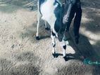 வளர்ப்பு ஆடு
